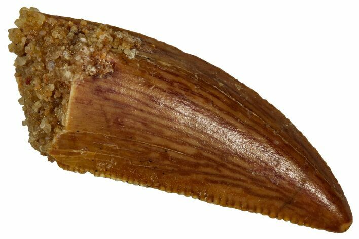 Serrated Raptor Tooth - Real Dinosaur Tooth #353352